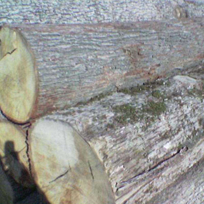 Mercanlar Wood